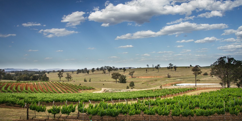 A lush vineyard in Hunter Valley under a blue sky, perfect for a Valentine's Day in Sydney