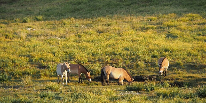 The National Park is home to wild horses and diverse Mongolian wildlife.