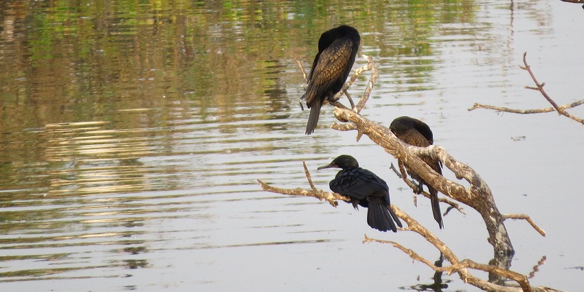 A picture of the birds clicked during the birdwatching at the beautiful Anupam Lake in Bihar.