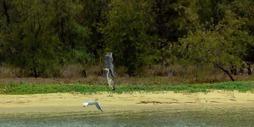 One heron standing on the shore of Manasbal Lake in Kashmir and a bird flying over the water and greenery.