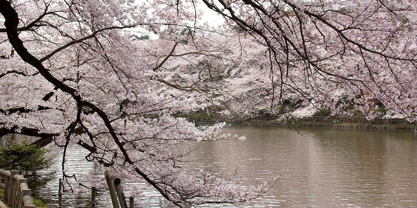 Inokashira Park is a serene park with a lake, zoo, and cherry blossoms in Tokyo.