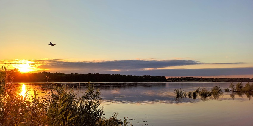 An image of sunset over a calm lake with reeds in the foreground and a bird in flight.