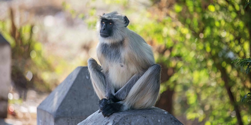 Jaisamand Wildlife Sanctuary offers stunning landscapes and diverse birdlife.