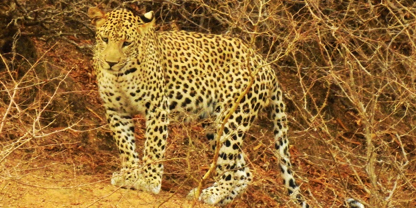 Observe leopards in their natural habitat on Jawai Leopard Safari in Rajasthan.