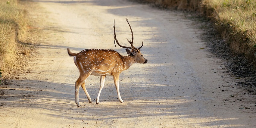 One of the places to visit in North India in September, Jim Corbett National Park with tigers.