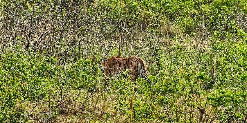 Snapshot of the Tiger spotted in the Jim Corbett national Park