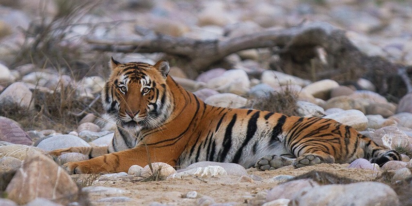 An image of Jim Corbett, one of the top tiger national parks in India with a wide range of wildlife.