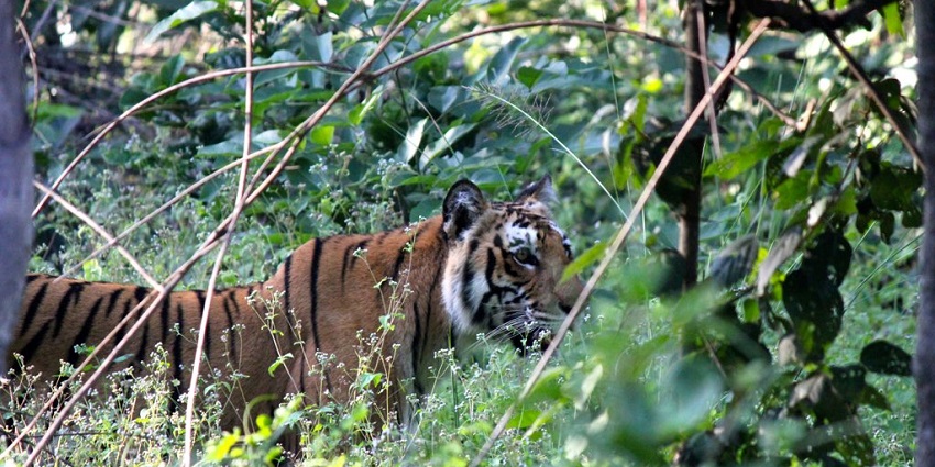 Royal Bengal Tiger at Jim Corbett National Park