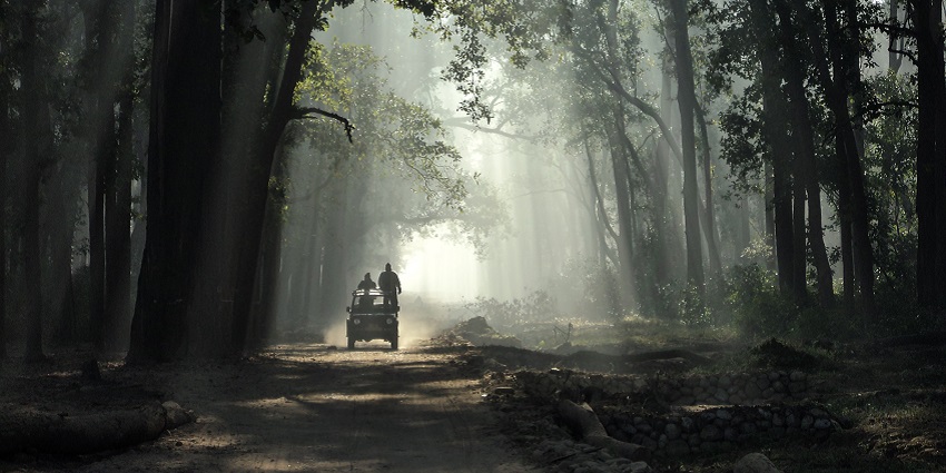An image of Jim Corbett National Park, one of the biggest jungle safaris in India.