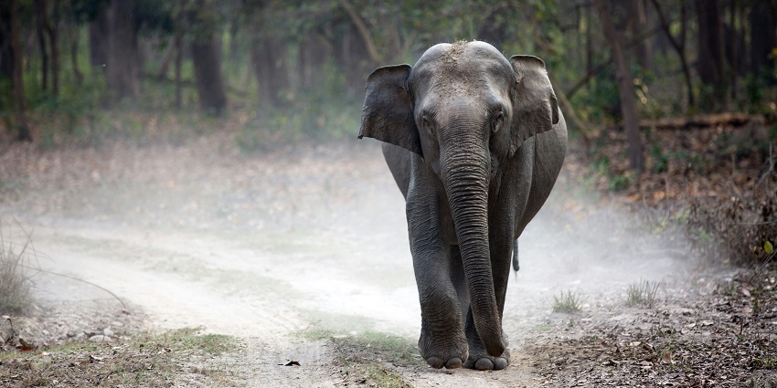 An image of a tiger in Jim Corbett National Park, one of the top tiger wildlife sanctuaries in India.