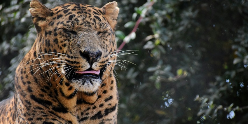 Jim Corbett National Park, one of the places to visit in January in India with family.
