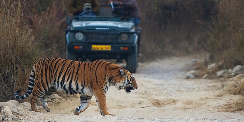 An image of Jim Corbett National Park, one of the wildlife sanctuaries for royal bengal tiger.