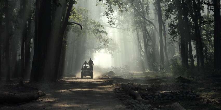India’s oldest national park showcasing the best jungle safari in India