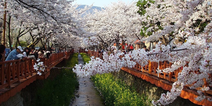 Jinnhae Cherry Blossom Festival, a famous festival in South Korea featuring pink blossoms