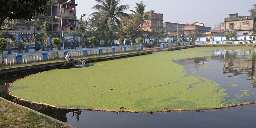 Lake surrounded by greenery and buildings near the edge of the lake and trees in fog.