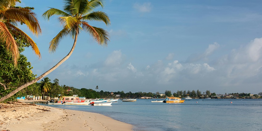 An image of a beach with sandy shoreline and tall trees resembling the vibes Josiah's Bay