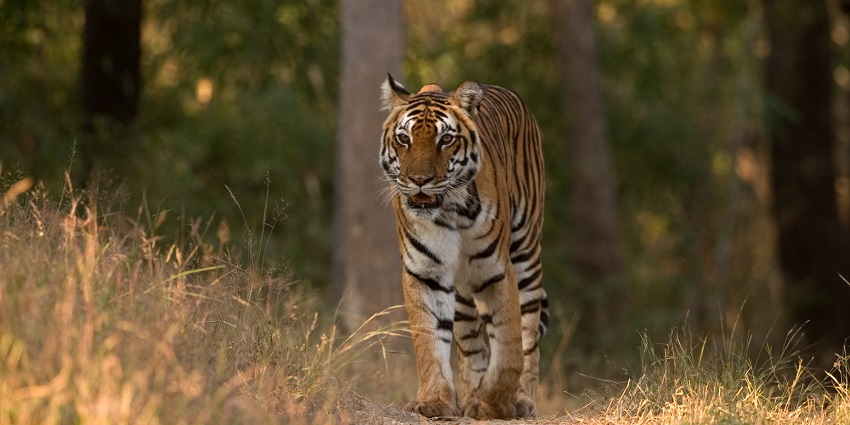 An image of a tiger in Kanha National Park, located in Madhya Pradesh, a state in India.