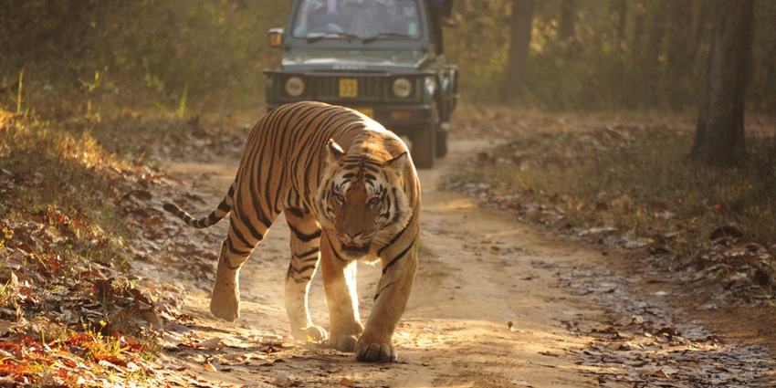 An image of a Royal Bengal Tiger in Kanha National Park, one of the national parks in India.