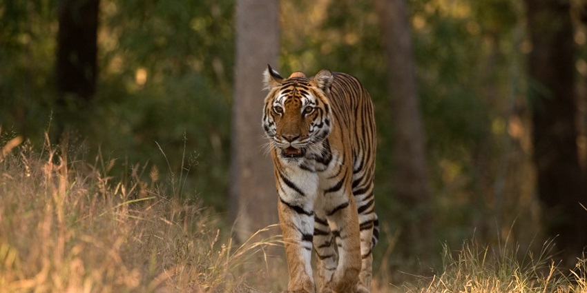 Roam through Kanha’s wild heart, the inspiration for ‘The Jungle Book’