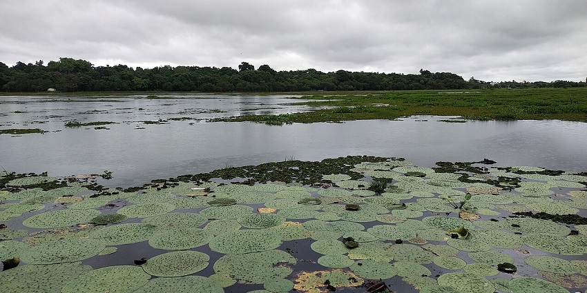 Kanjia Lake with a lot of lily pads, green grasses and algae on the surface of the lake