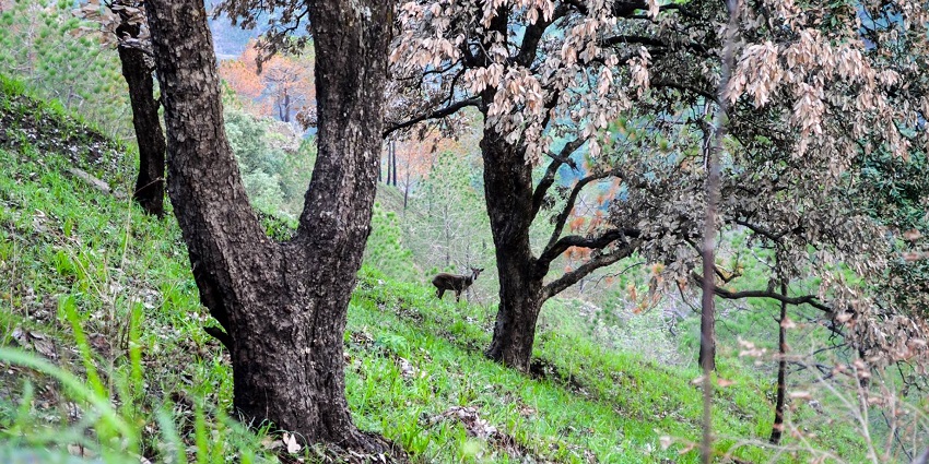 A Sambar Deer en route to Gilbert Trail in Kasauli, Solan District, Himachal Pradesh