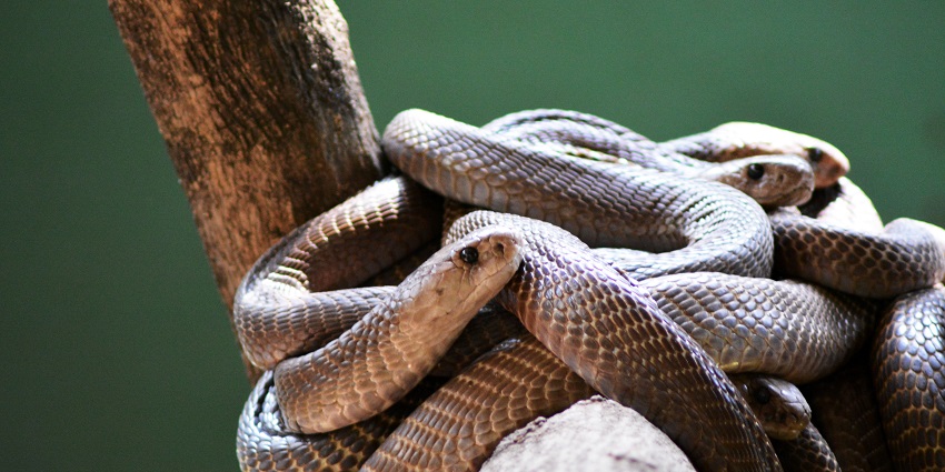 Unique park featuring snakes, reptiles, and wildlife conservation efforts