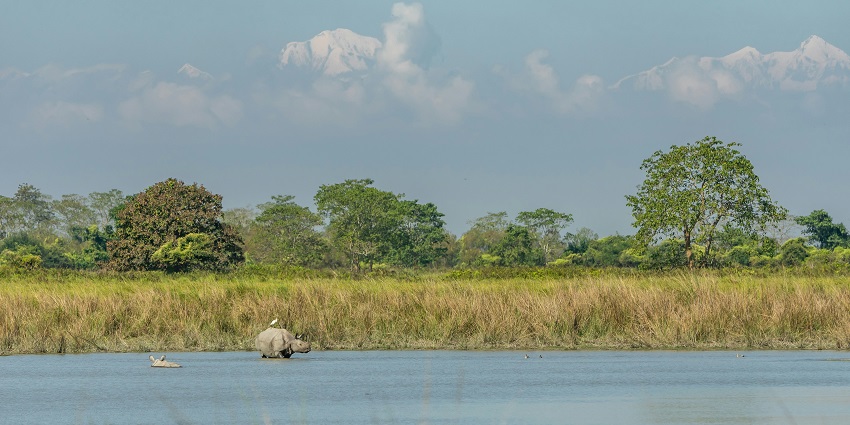 An image of a rhinoceros grazing in grassland in Kaziranga National Park in Assam.