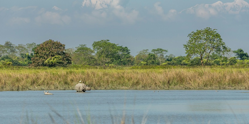 An image of a rhinoceros in Kaziranga National Park, one of the national parks in North India.