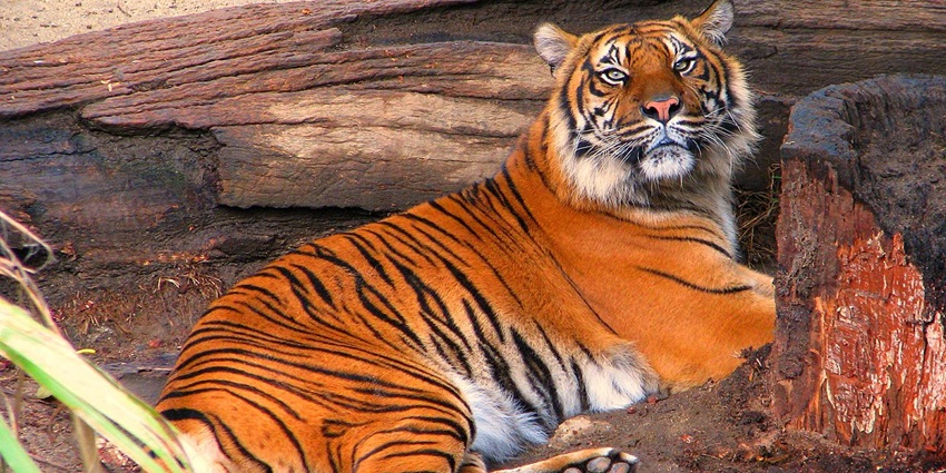 An image of Kaziranga National Park, one of the wildlife sanctuaries for royal bengal tiger.