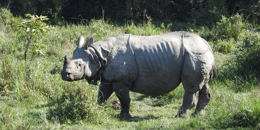 Witness Kaziranga’s wild wonders and the best jungle safari in India