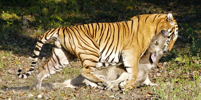An image of a tiger in Kaziranga, one of the tiger national parks in India.