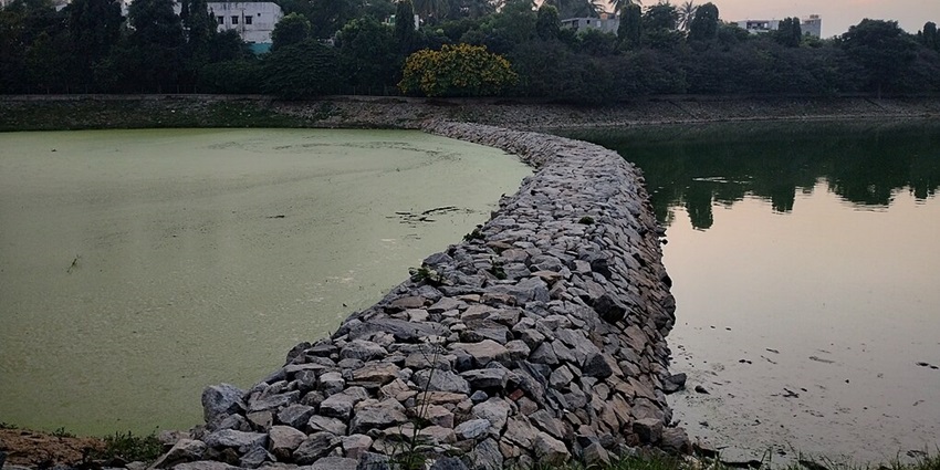 Lake with a still green water body, rocks around the lake and buildings behind the greenery.