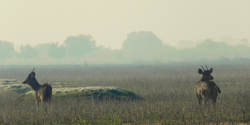 Wildlife at one of the national parks in India