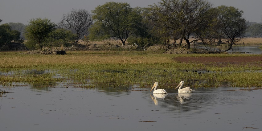 Great white pelicans swimming in Keoladeo Lake, one of the famous lakes in Rajasthan.