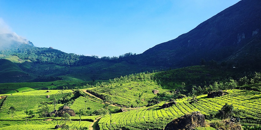 An image of Munnar, Kerala, India, one of the places to visit in India in February for honeymoon.