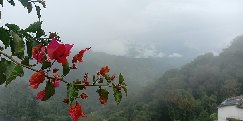Pink and orange bougainvillea flowers in the foreground with mountains in the distance