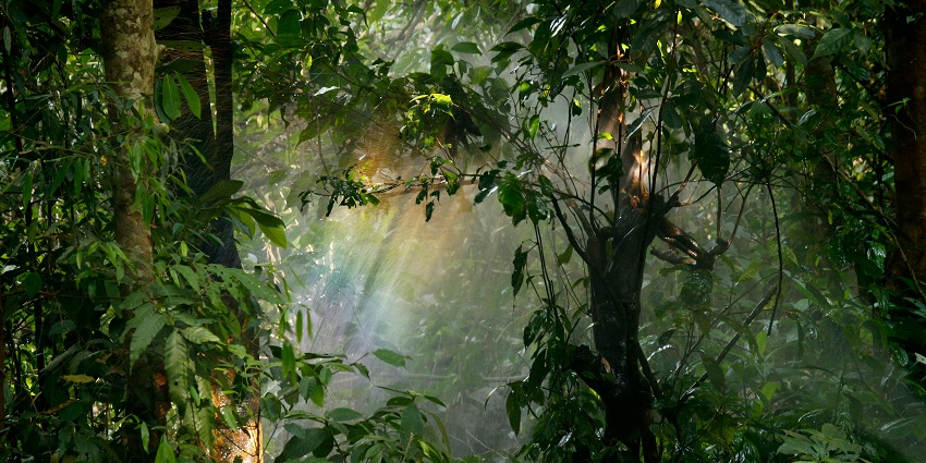 Kodia Jungle is one of the best places to visit in Kanatal.