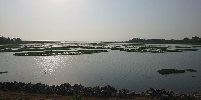 Lake with greenery in the middle of the lake, green shores on both sides and a bright sun