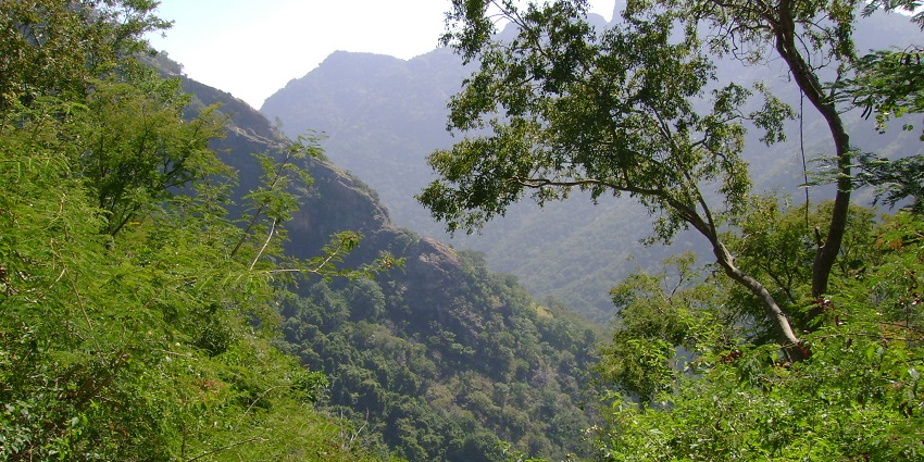 An image of the Kolli Hills forest, a trekking in South India location, with mountains in the background under a clear sky.