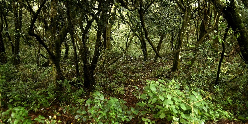 Lush hill station featuring waterfalls, trekking, and breathtaking scenery