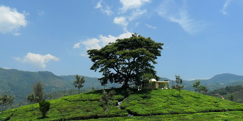 An image showing a tea plantation near Kotagiri, India, with neatly arranged rows of tea plants