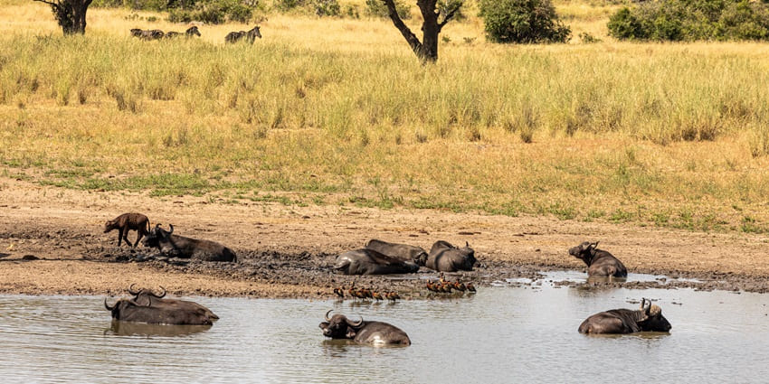 African buffalos at Kruger National Park, Mpumalanga, South Africa