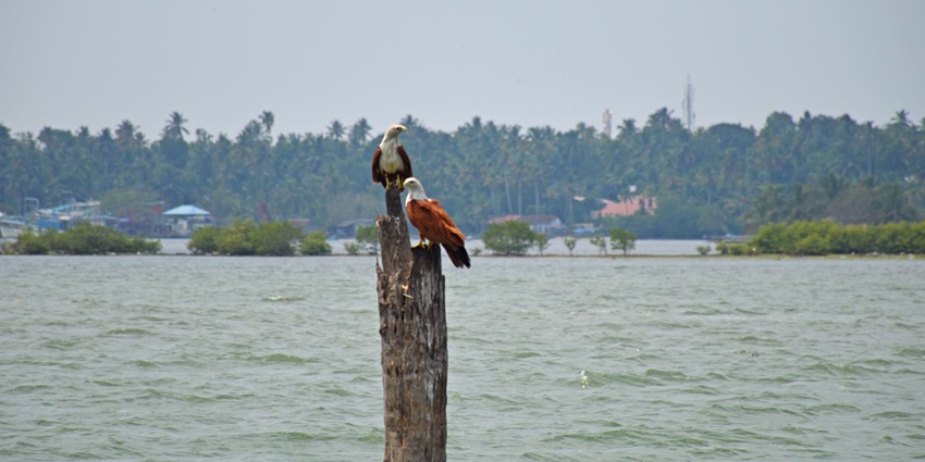 Two majestic Brahminy Kites seen at the Kumarakom Bird Sanctuary by the largest lake in India