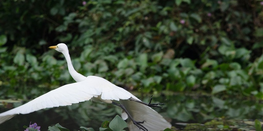 A picture of migratory birds at Kumarakom Bird Sanctuary, a paradise for bird lovers