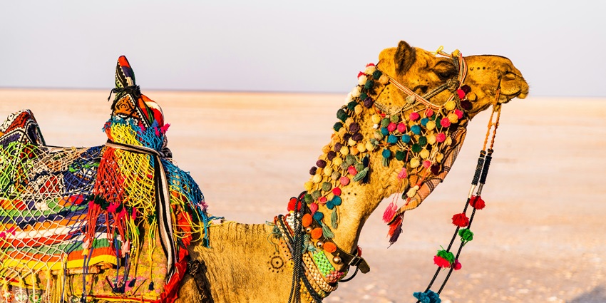An image of a beautifully decorated camel in Rann of Kutch, one of the famous places to visit in January in north India, under a partly cloudy sky.