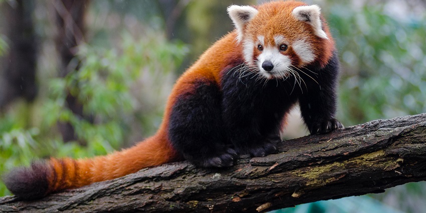 The endangered species of the Himalayas, red panda resting on a tree amidst the greenery.