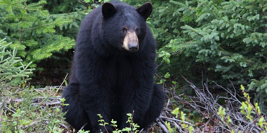 Image of a Himalayan Black Bear, which you can spot in Kyongnosla Alpine Sanctuary.