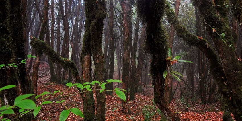 Sanctuary with forest floor covered in rhododendrons and tree branches with moss