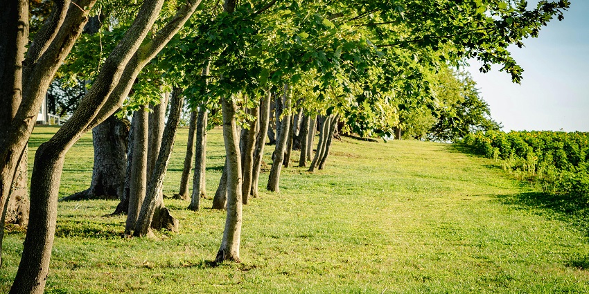 Lachhiwala Nature Park is one of the best places to visit in Dehradun for couples.