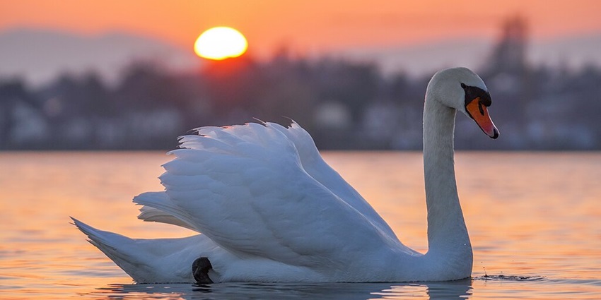 An image of Lake Geneva, one of the stunning lakes in Europe, with a swan at sunset.